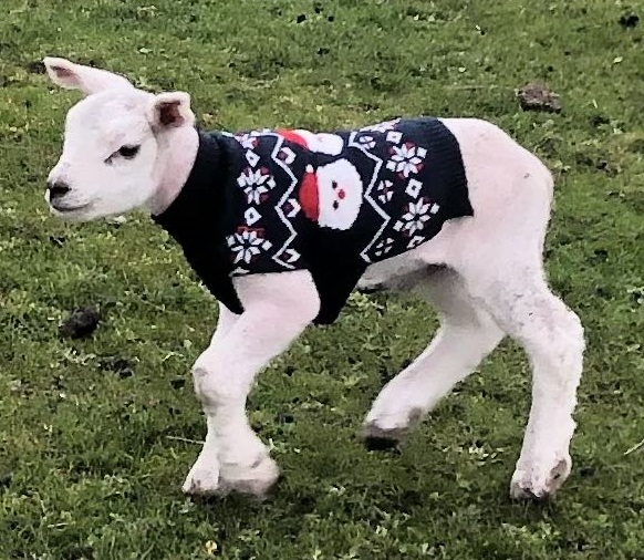 baby goat